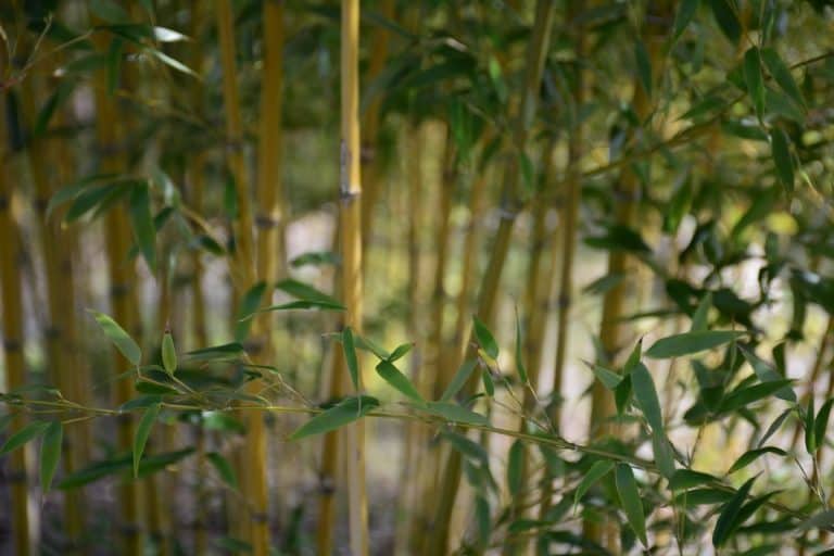 What is Bamboo Viscose? What You Should Know ComfortNerd