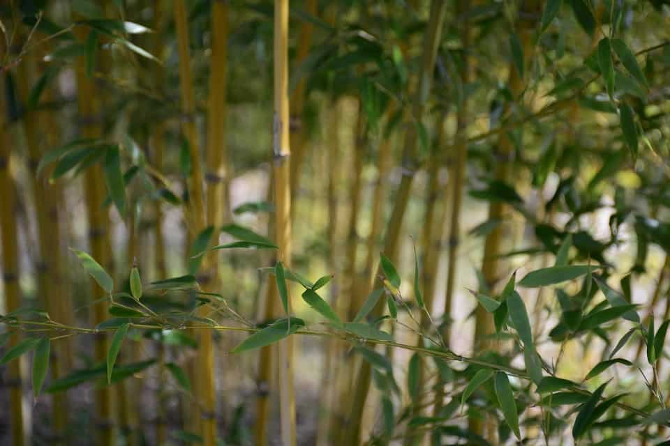 Source bamboo growing